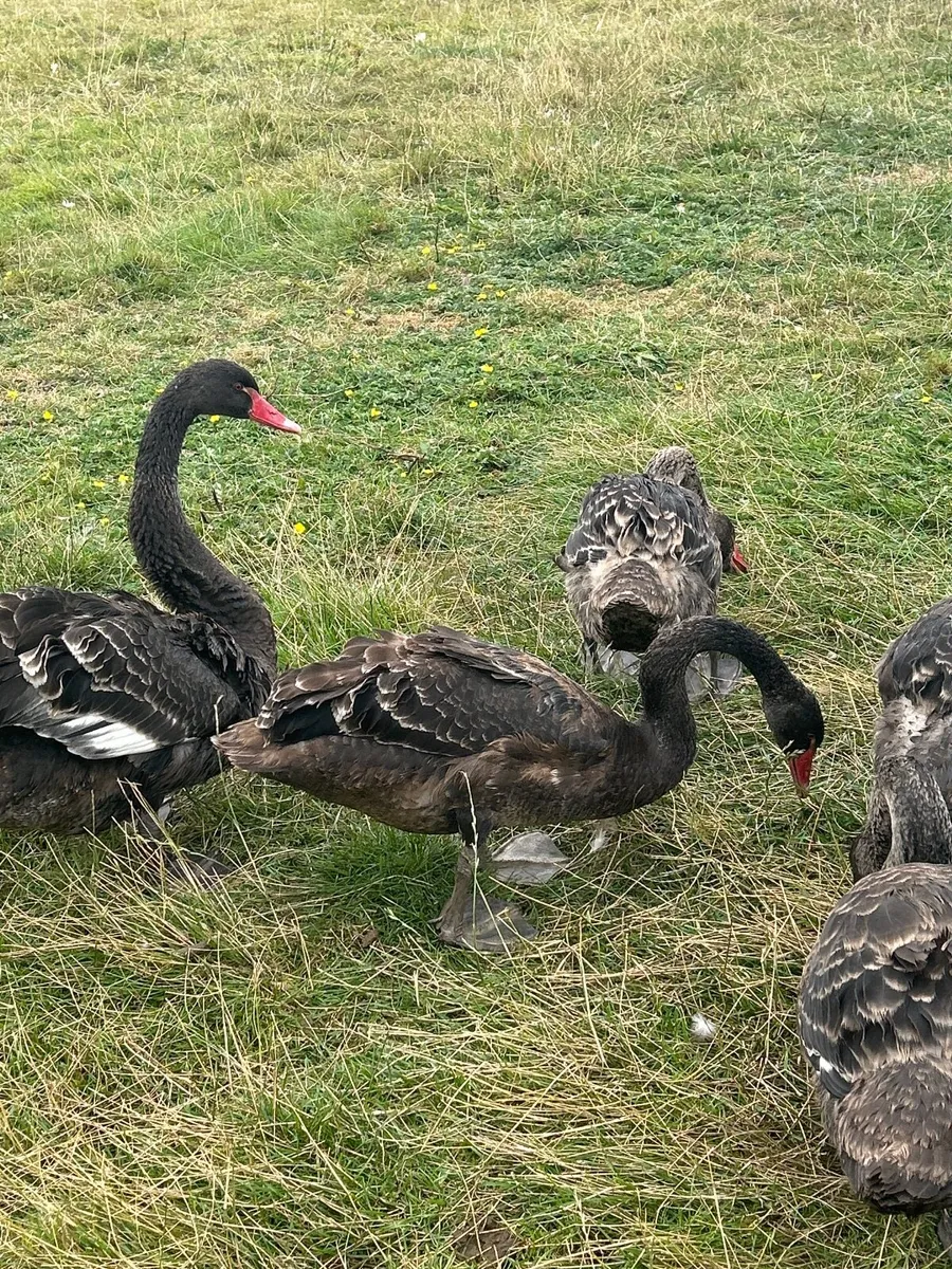 Poultry - Image 1