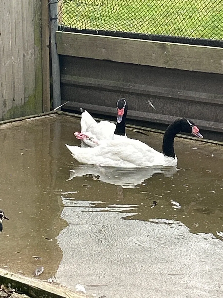Poultry - Image 2