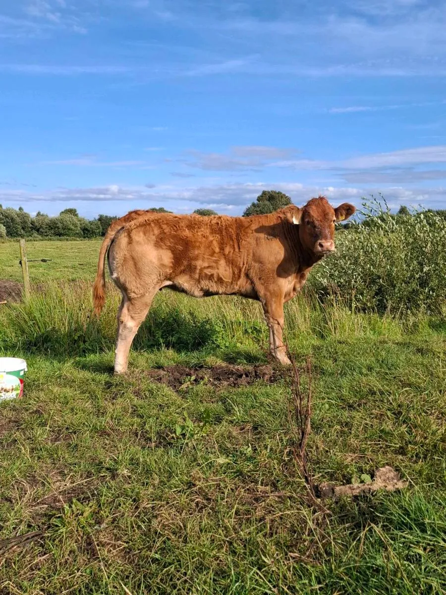 Pedigree weanling heifer - Image 1