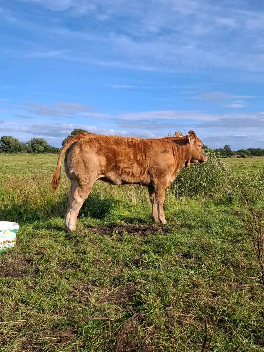 Pedigree weanling heifer - Image 2