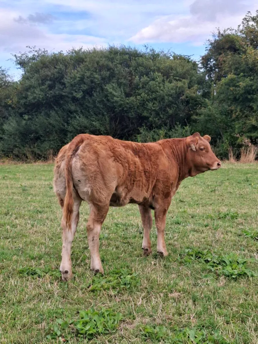 Pedigree weanling heifer - Image 3