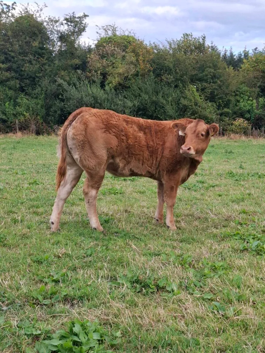 Pedigree weanling heifer - Image 4