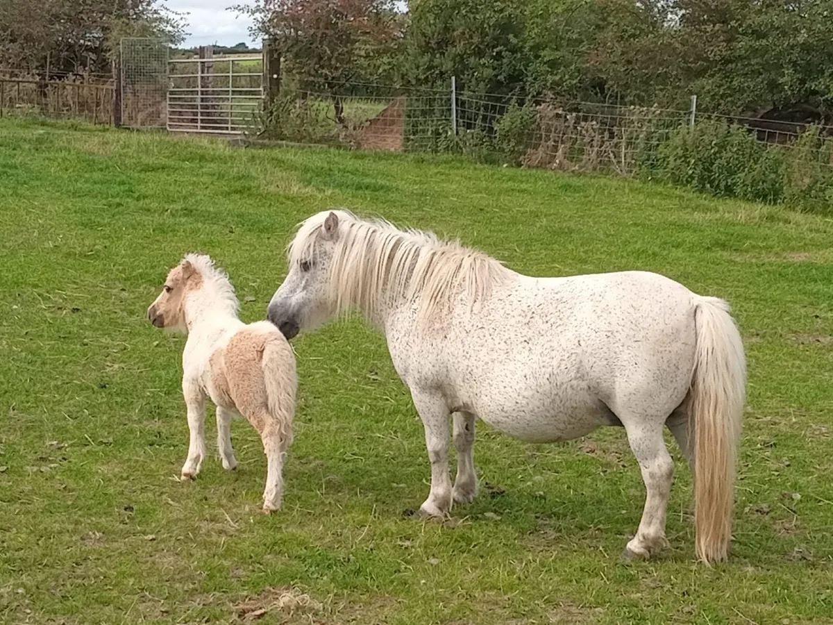 Miniature Mare and Palomino Colt Foal - Image 2