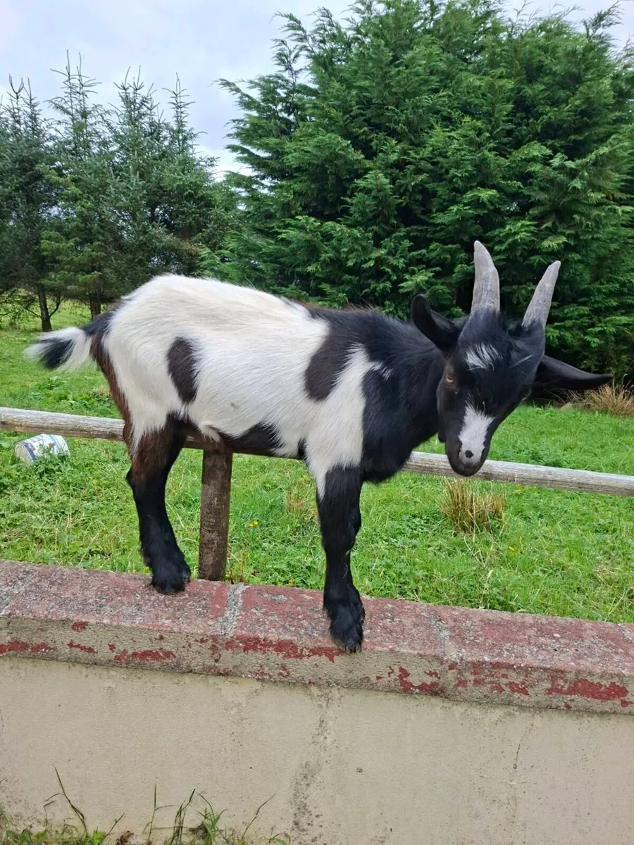 🐐