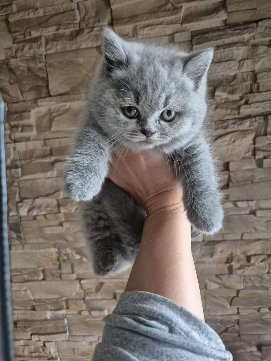 Pedigree British Shorthair kittens - Image 1