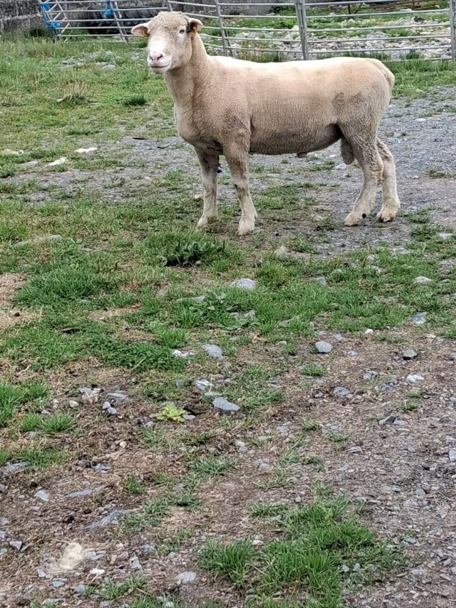 POLL DORSET HOGGET RAM - Image 1