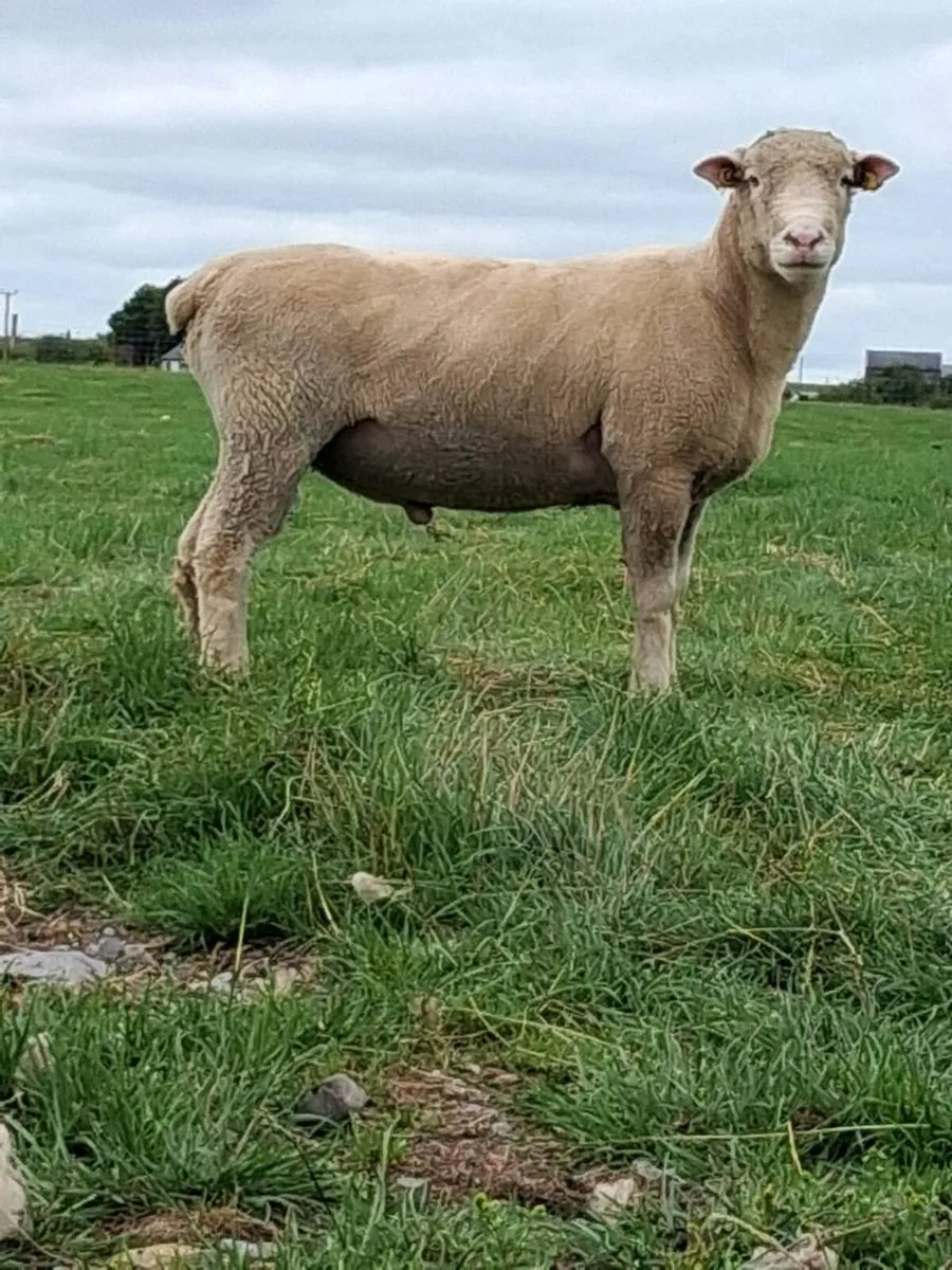 POLL DORSET HOGGET RAM - Image 2