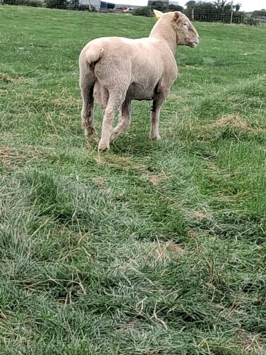 POLL DORSET HOGGET RAM - Image 3