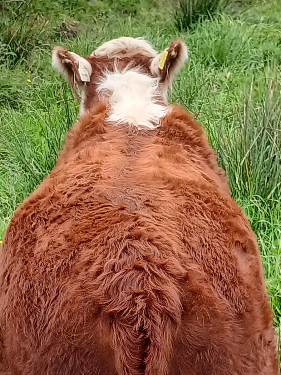 Pedigree hereford heifer - Image 4