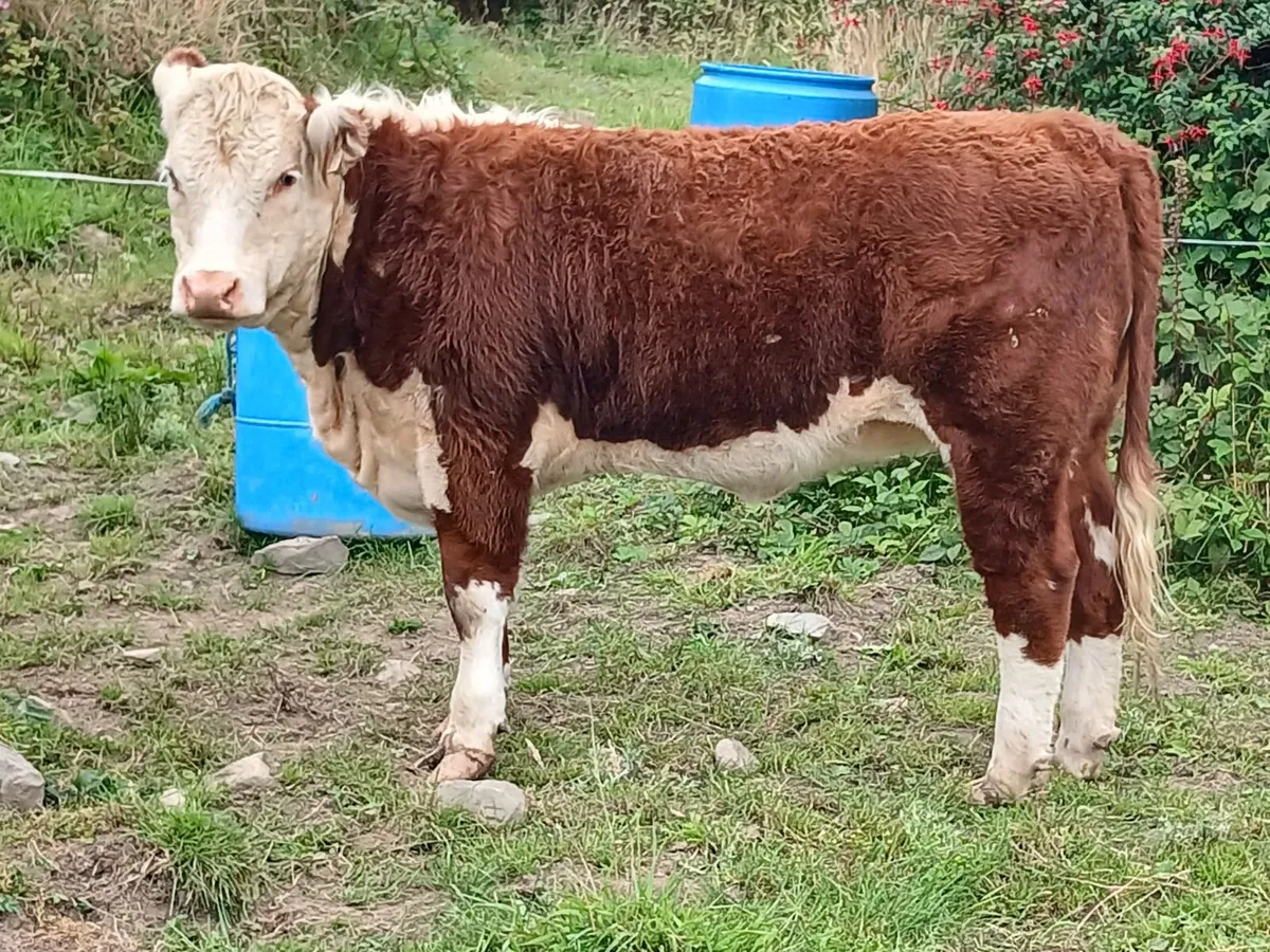 Pedigree hereford heifer - Image 3