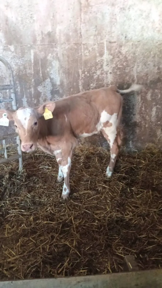 Super charolais heifer calf - Image 3
