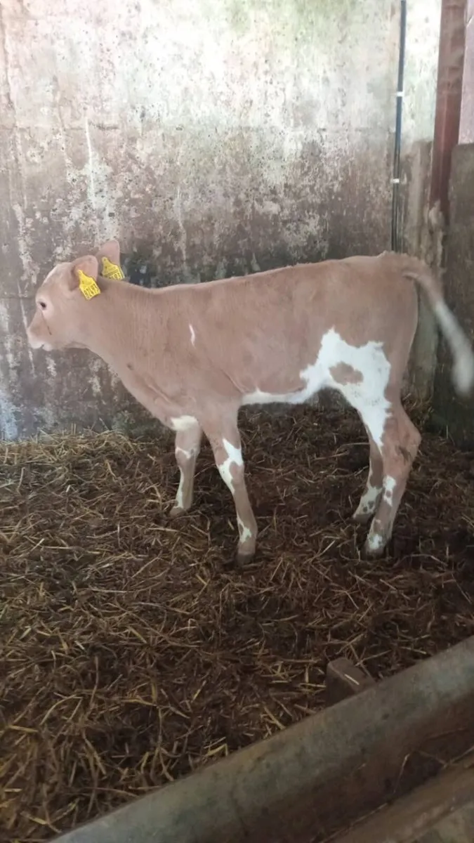 Super charolais heifer calf - Image 4