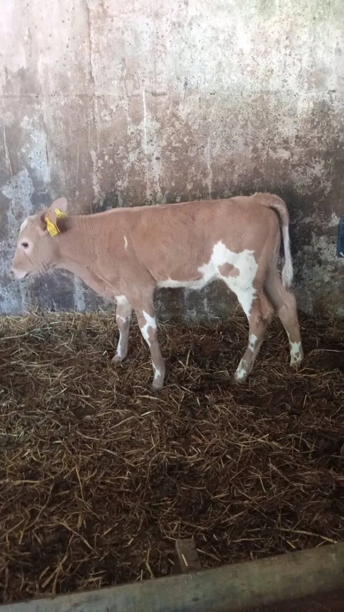 Super charolais heifer calf - Image 1