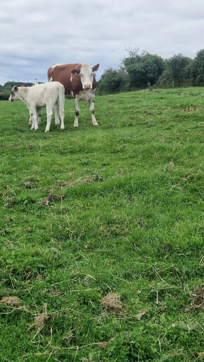 Calved heifers - Image 2