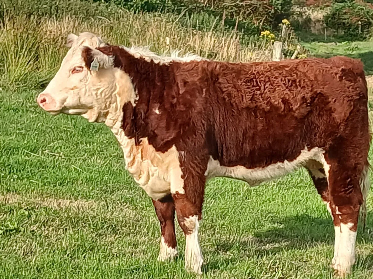Pedigree hereford heifer - Image 2