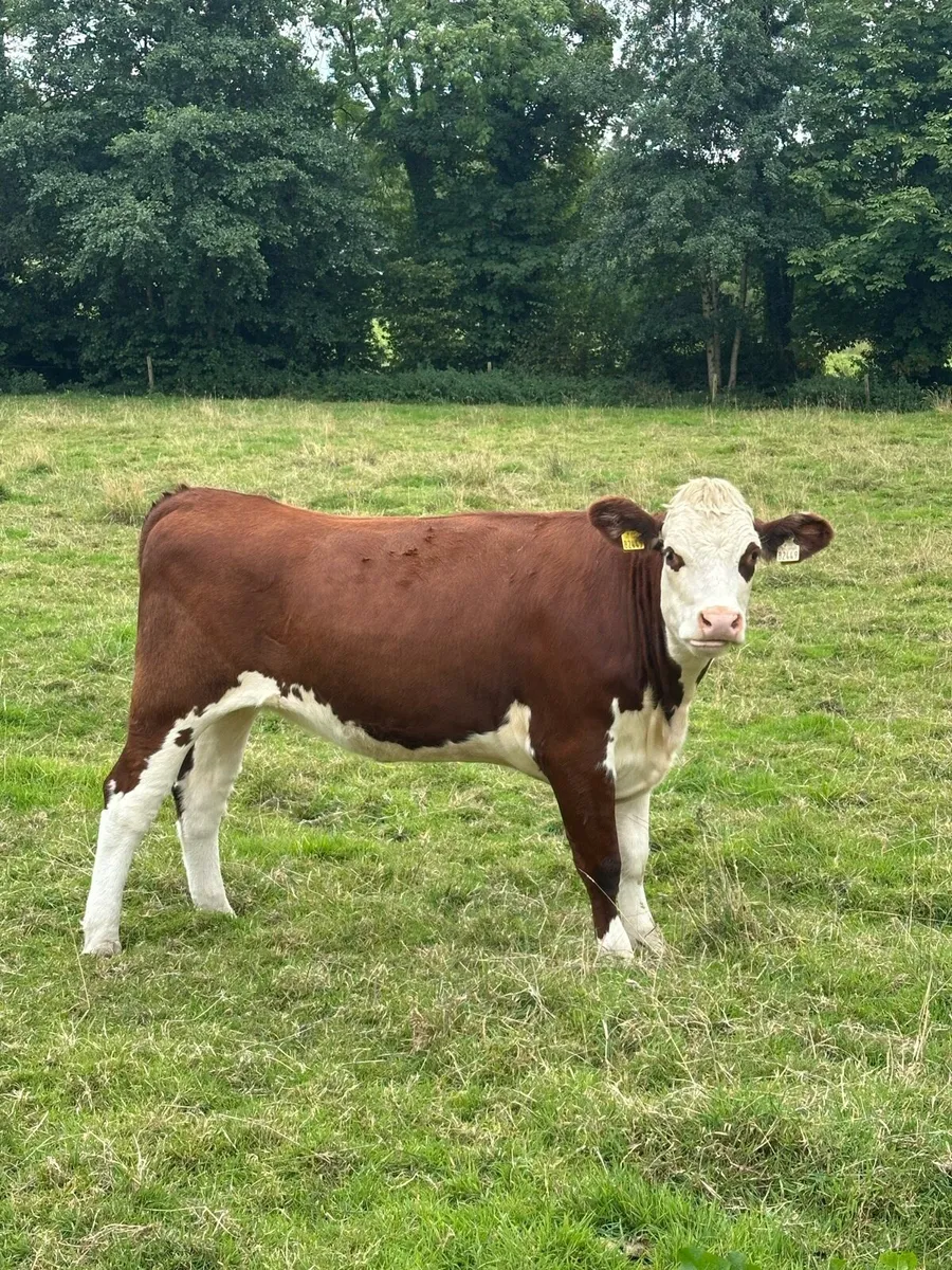 7 lovely red/white head heifers - Image 1