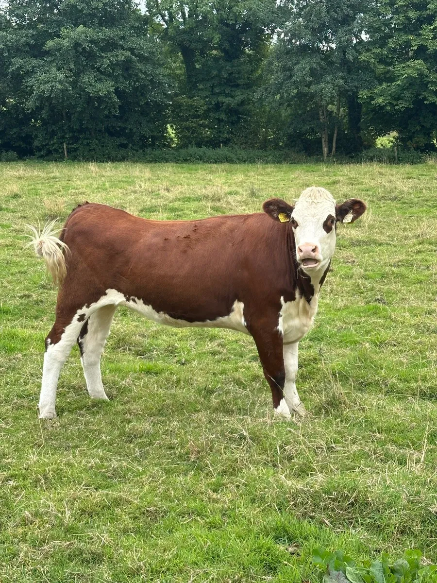 7 lovely red/white head heifers - Image 2