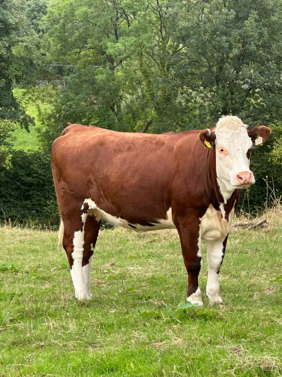 7 lovely red/white head heifers - Image 3