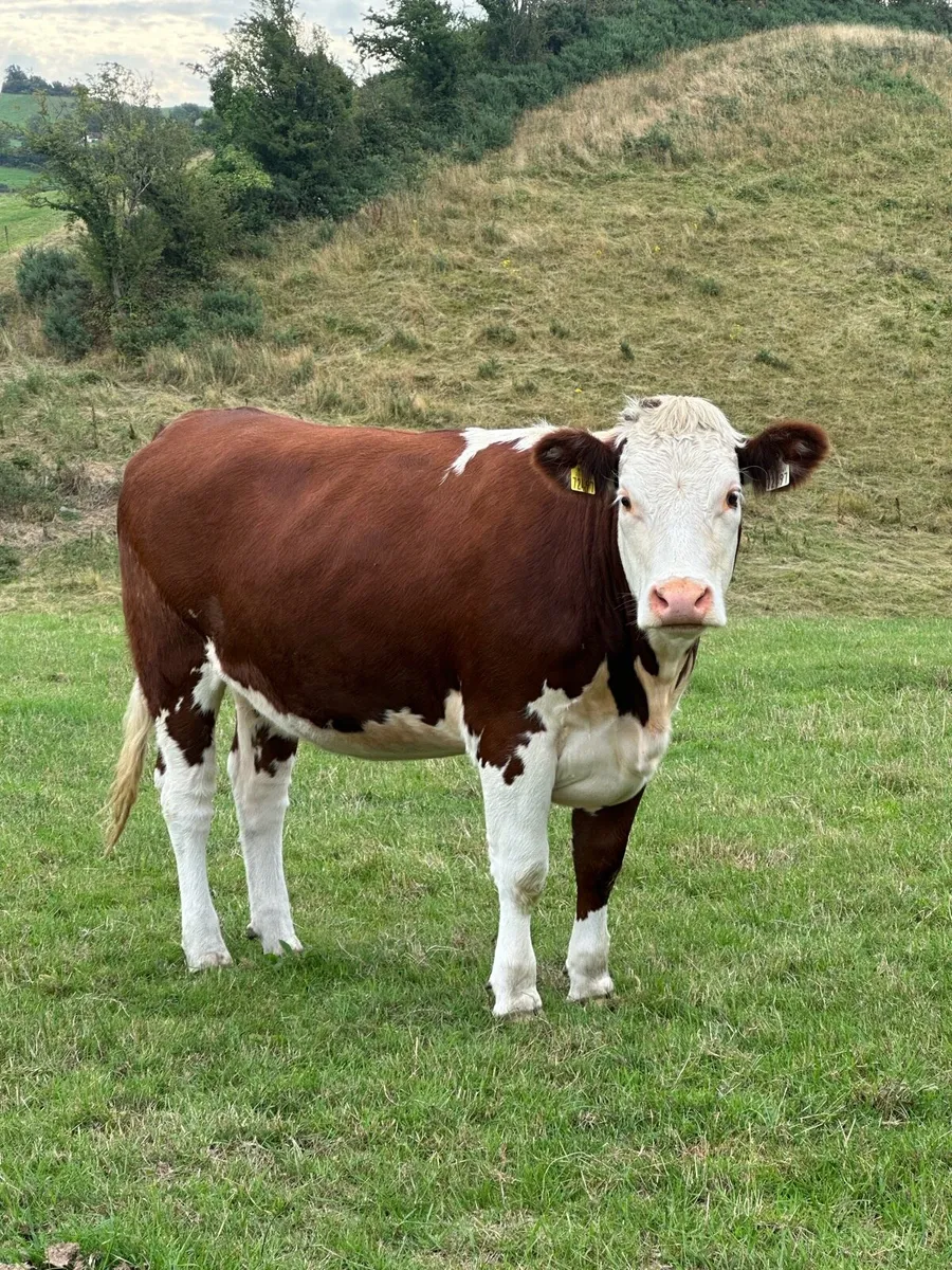 7 lovely red/white head heifers - Image 4