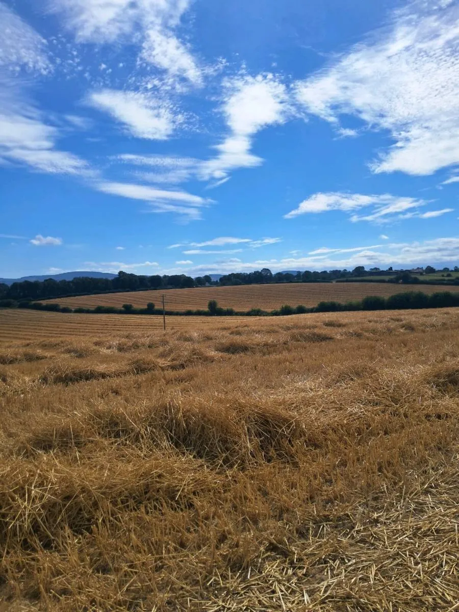 Spring wheat straw - Image 1