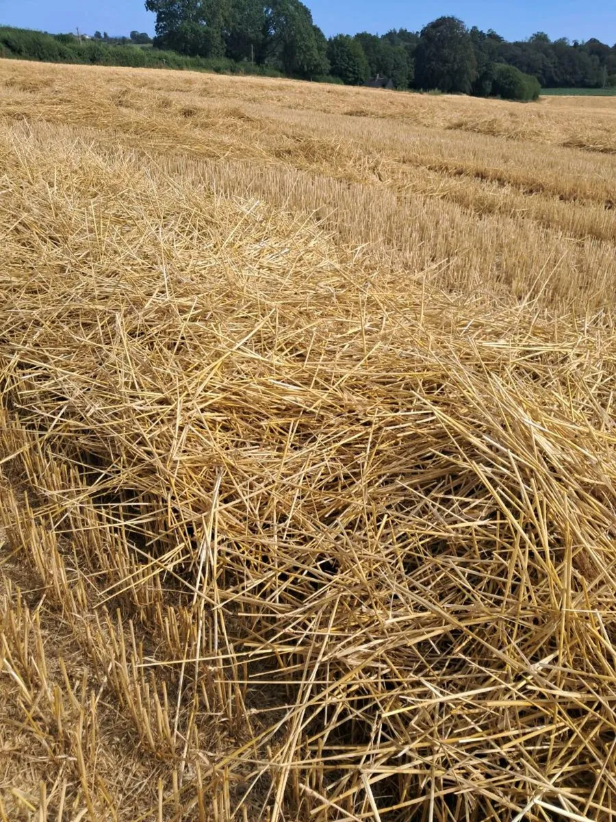 Spring wheat straw - Image 2