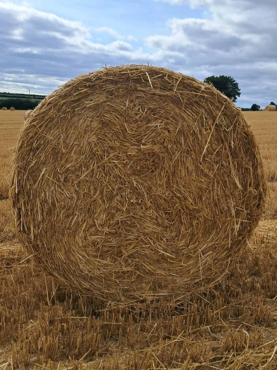 Spring wheat straw - Image 3