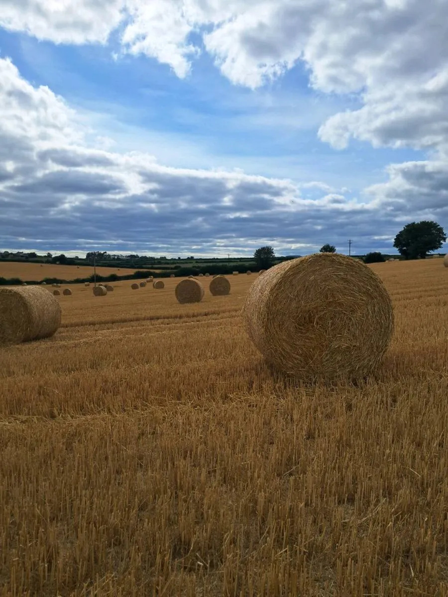 Spring wheat straw - Image 4