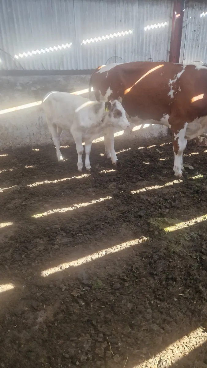 Calved heifers - Image 1