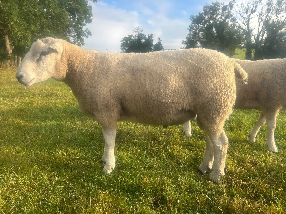 Belclare shearling rams - Image 2