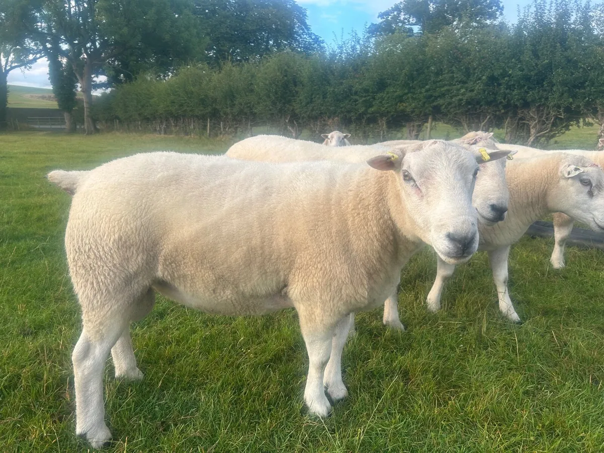 Belclare shearling rams - Image 3