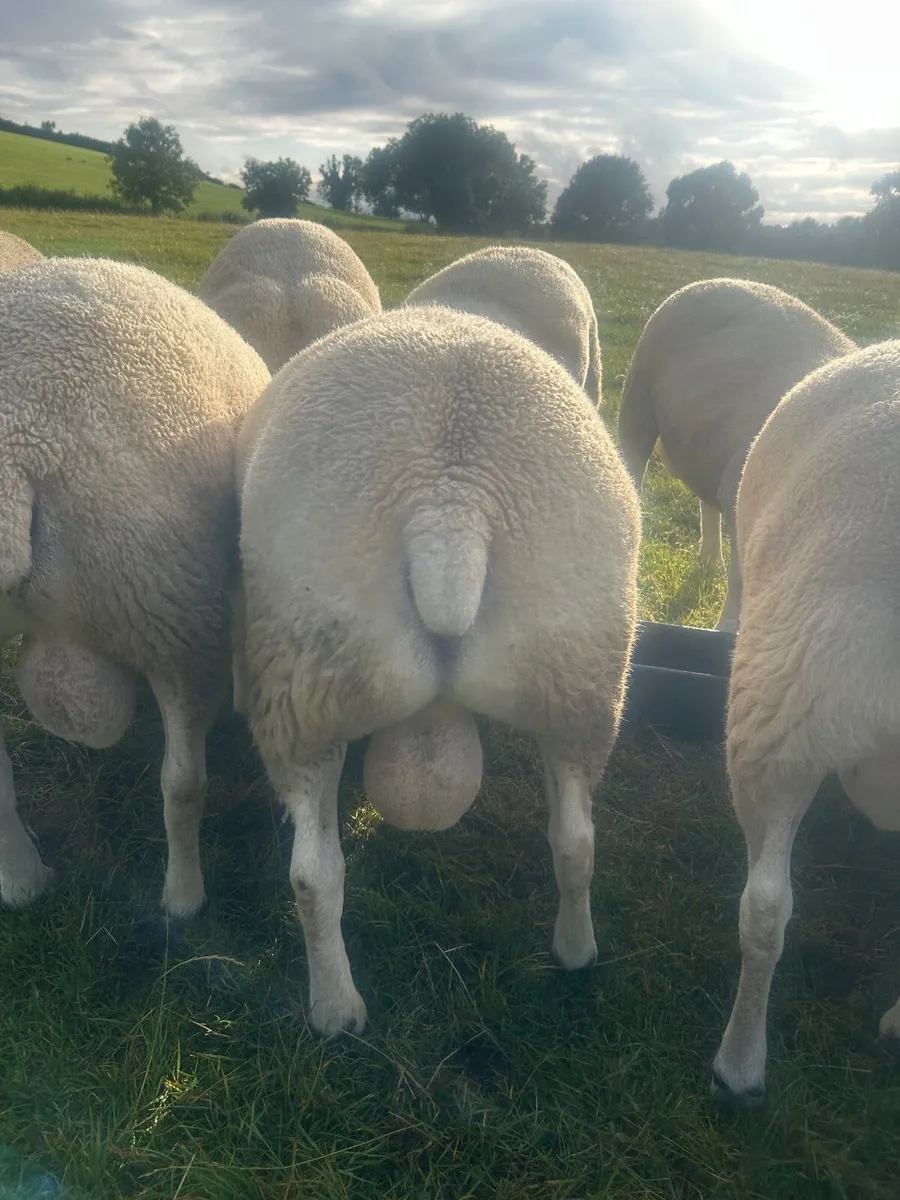 Belclare shearling rams - Image 4
