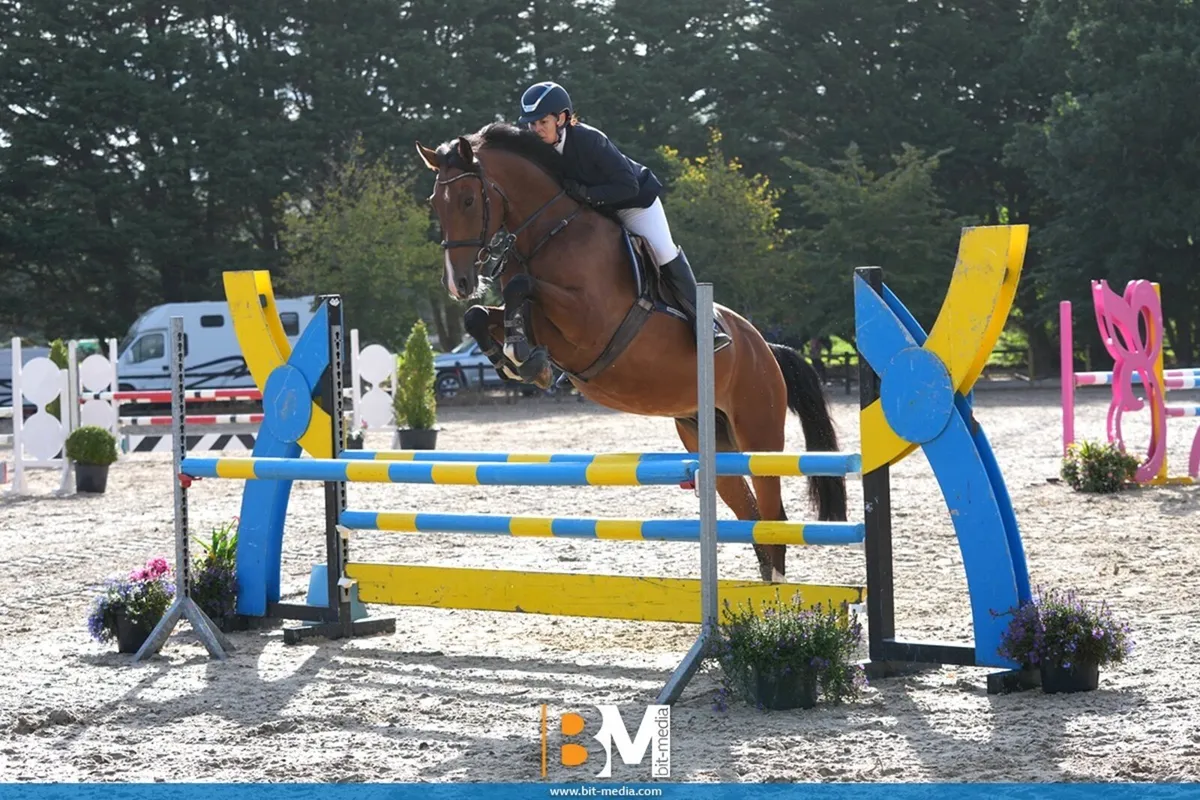 16.2h A.Umonia 60 x Glidawn Diamond gelding - Image 1
