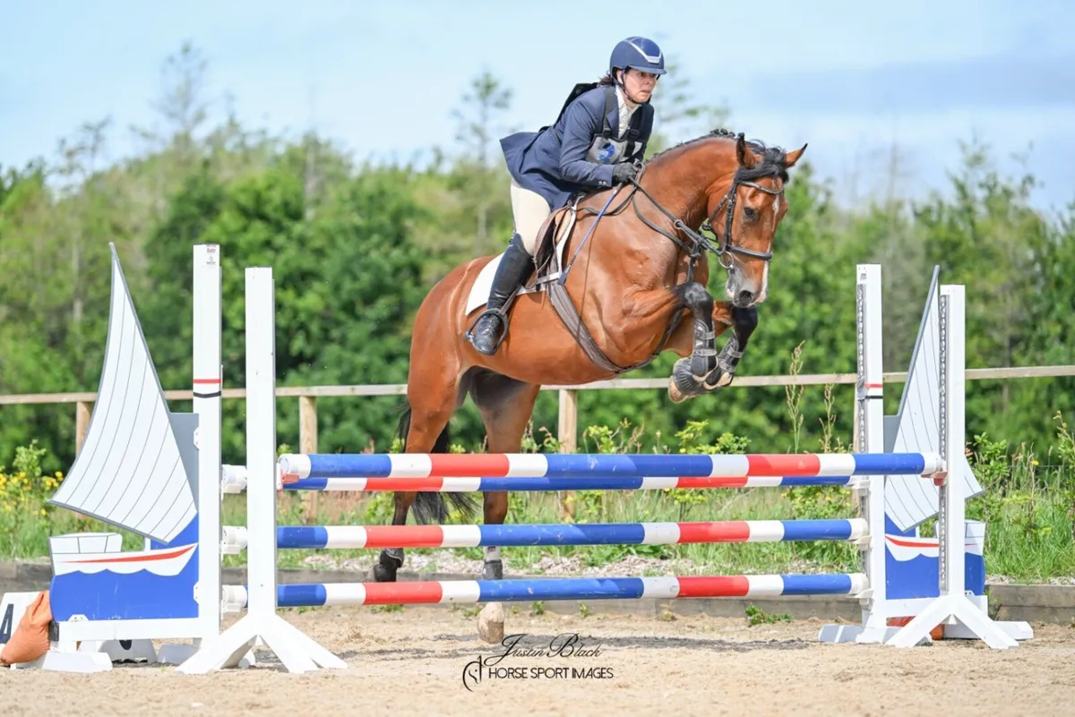 16.2h A.Umonia 60 x Glidawn Diamond gelding - Image 4