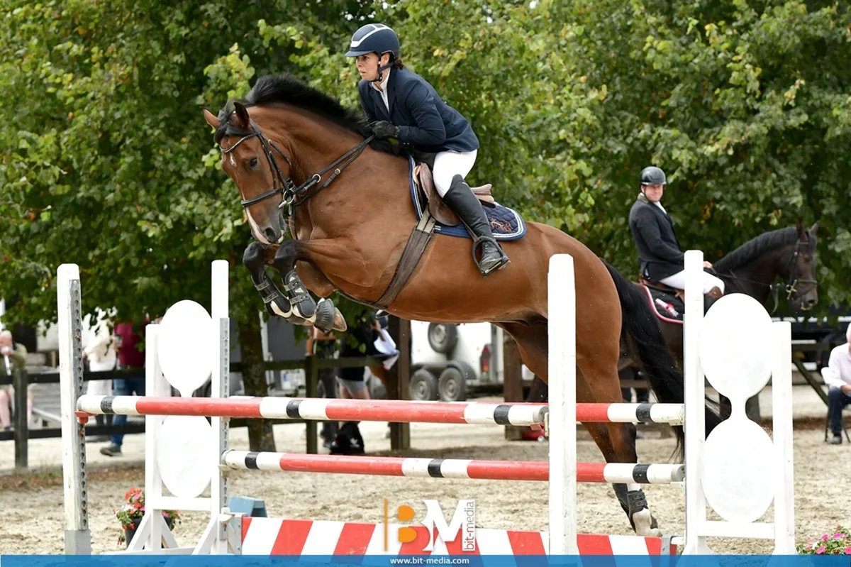 16.2h A.Umonia 60 x Glidawn Diamond gelding - Image 2