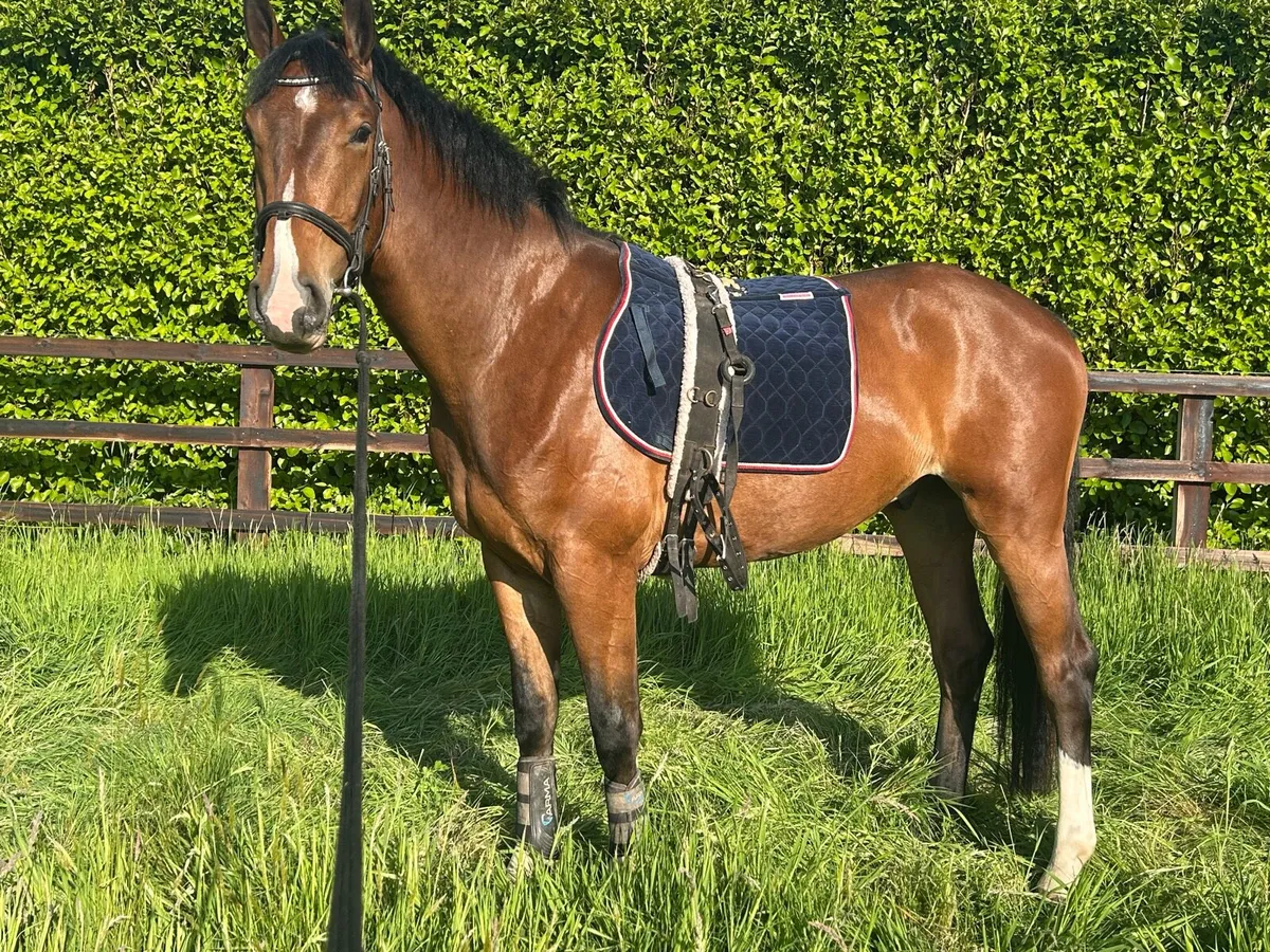 16.2h A.Umonia 60 x Glidawn Diamond gelding - Image 3