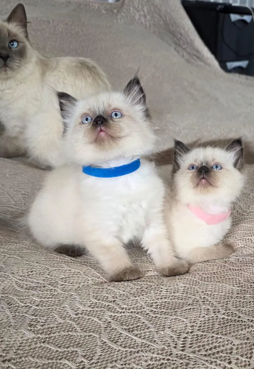 ragdoll kittens - Image 1