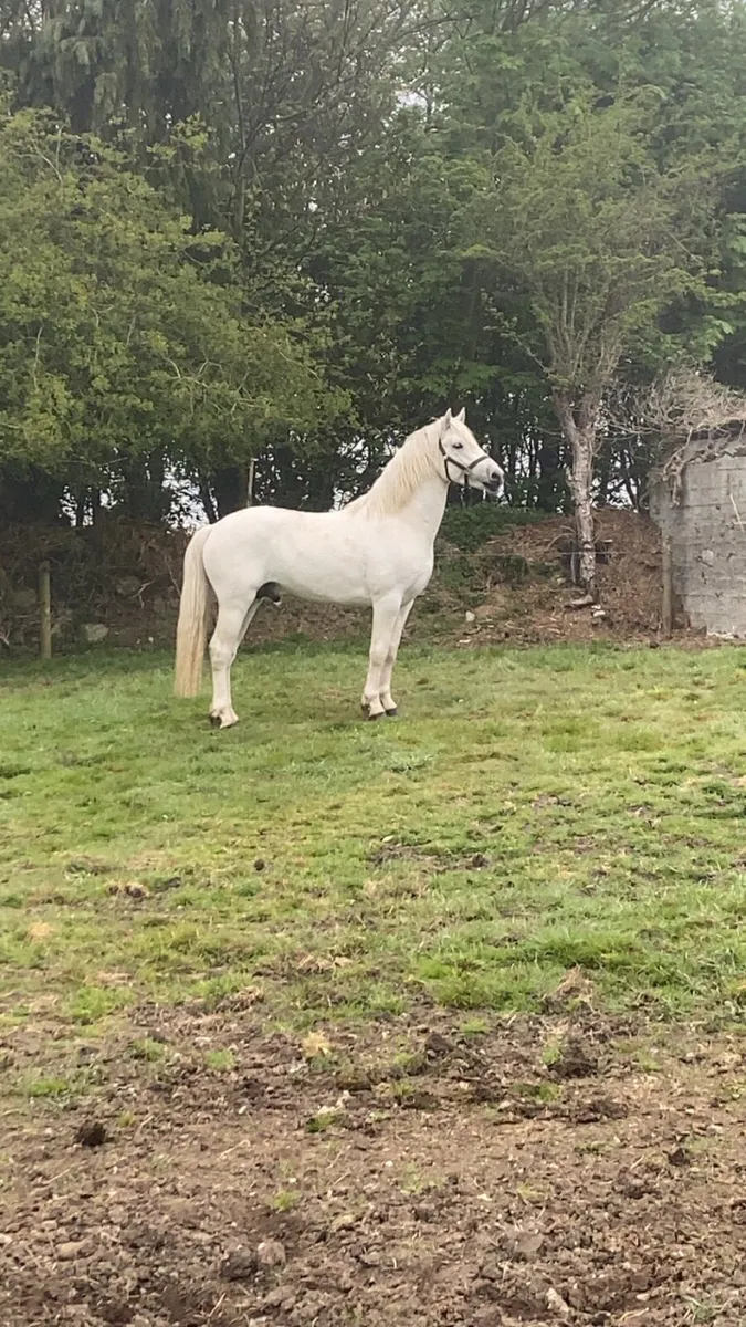 Class 1 Connemara pony stallion - Image 1