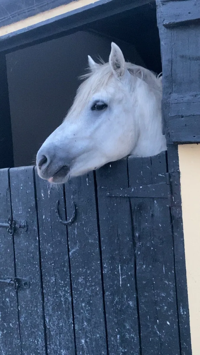 Class 1 Connemara pony stallion - Image 2