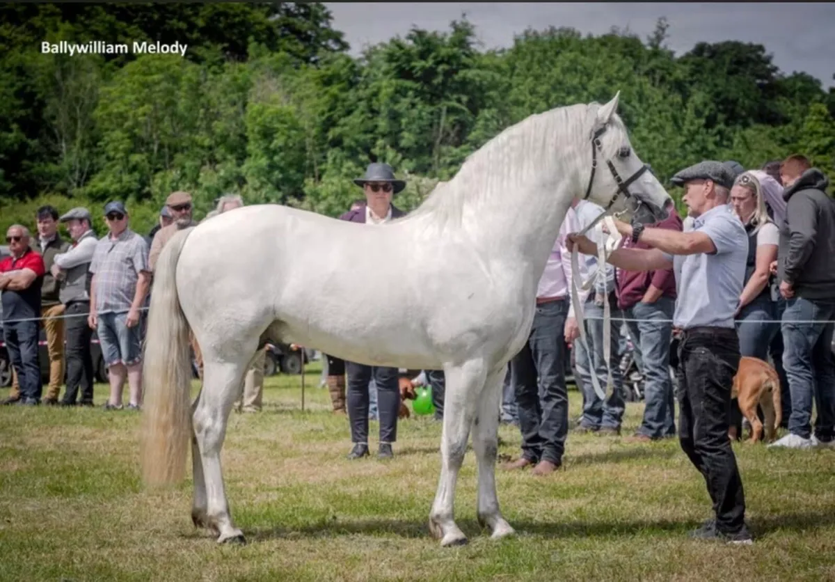 Class 1 Connemara pony stallion - Image 4