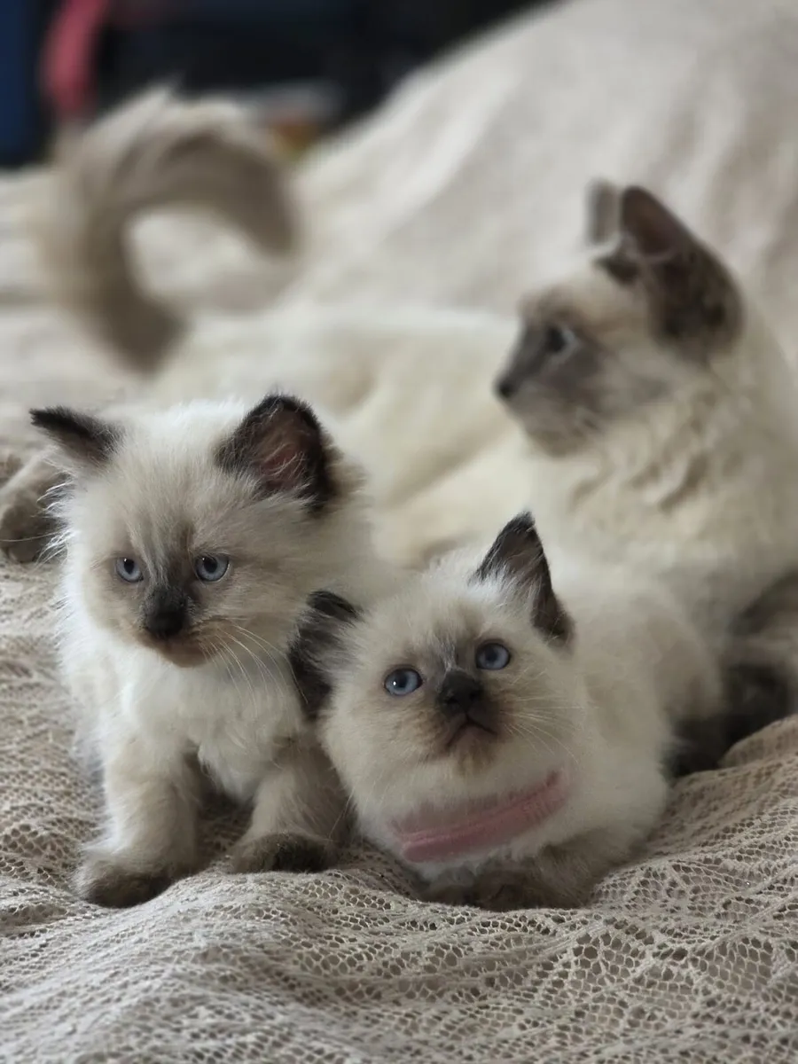 ragdoll kittens - Image 2