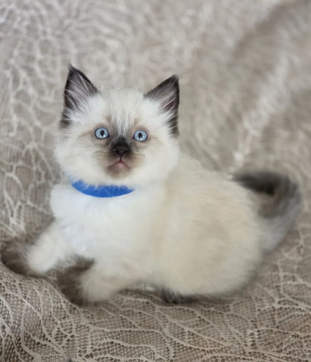ragdoll kittens - Image 3