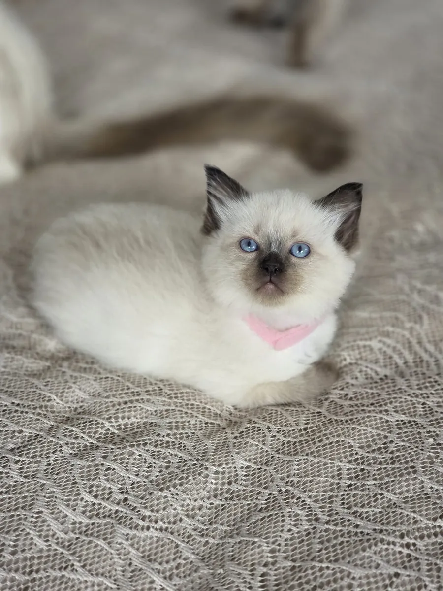 ragdoll kittens - Image 4