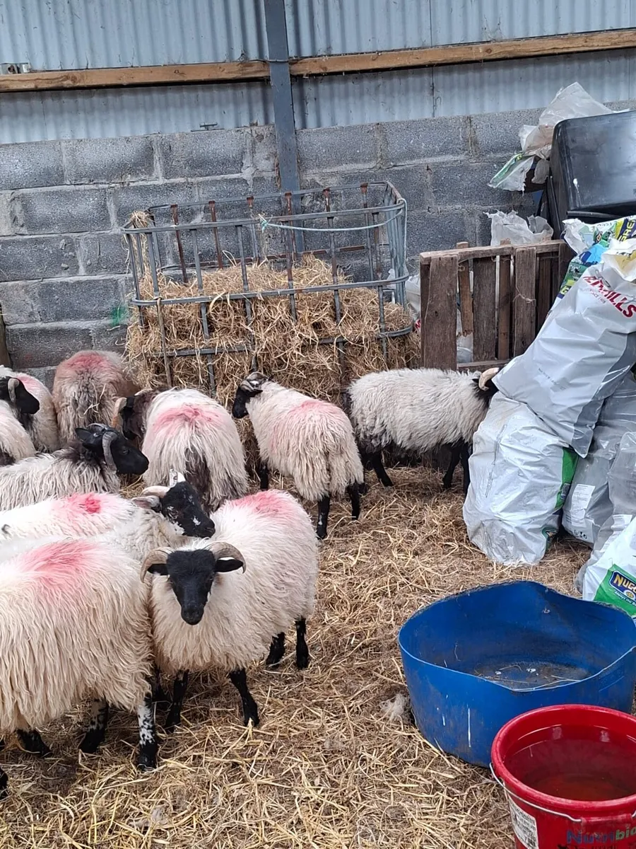 Lambs - Image 3