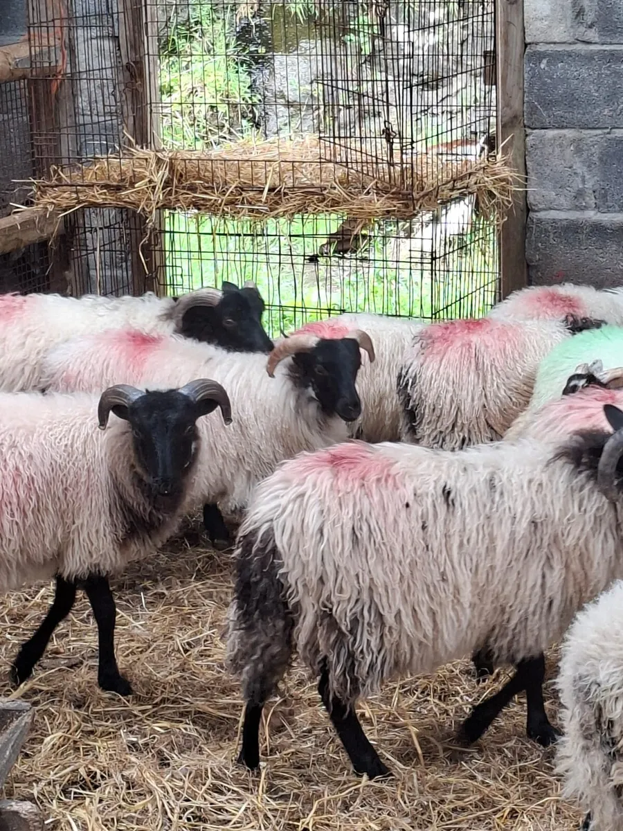 Lambs - Image 4