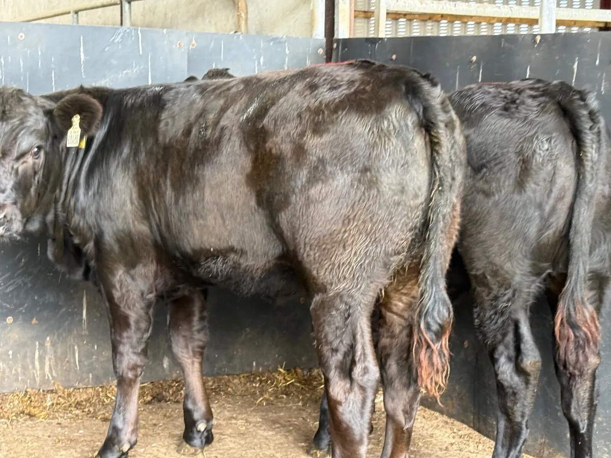 2 SUPER SUCKLER BRED LIMOUSINE ( 260 kgs ) - Image 3