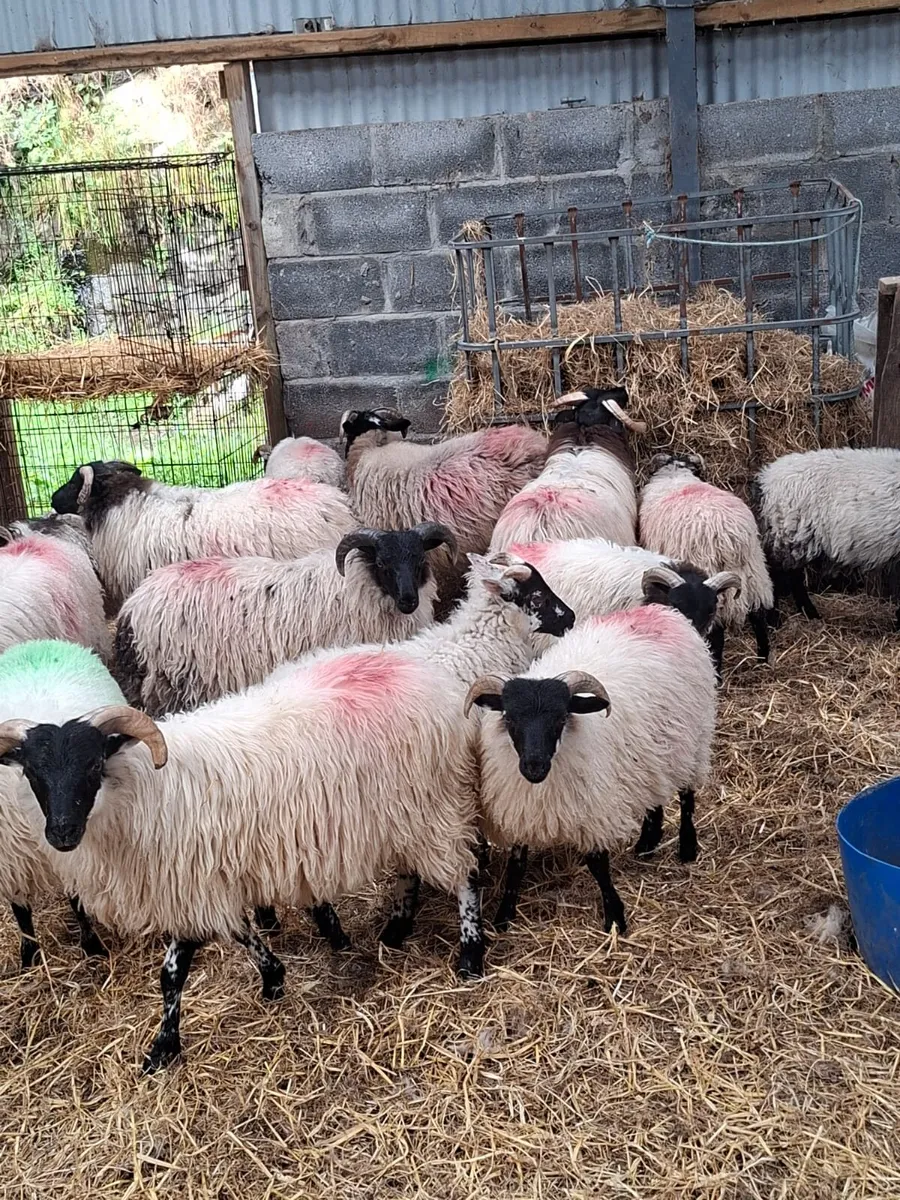 Lambs - Image 1