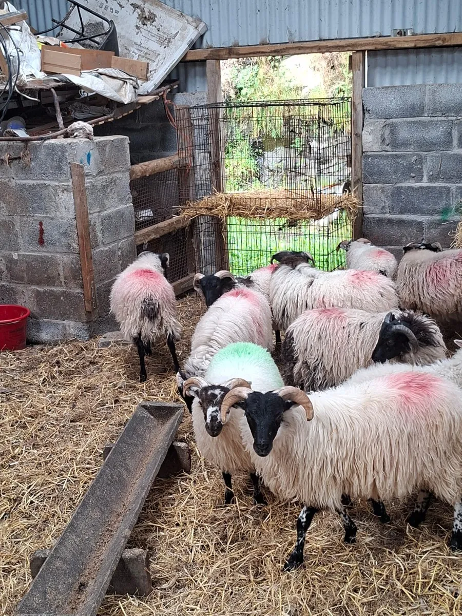 Lambs - Image 2
