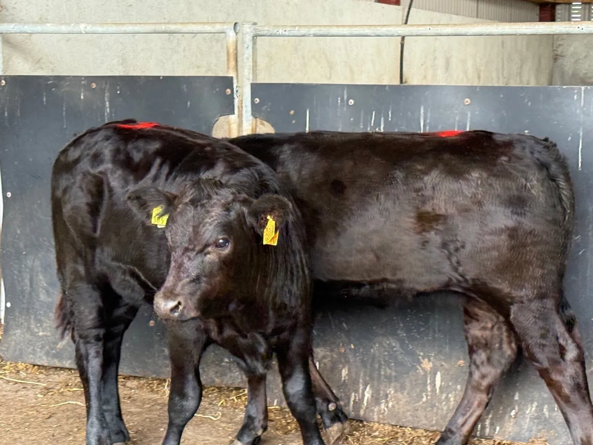 2 SUPER SUCKLER BRED LIMOUSINE ( 260 kgs ) - Image 2