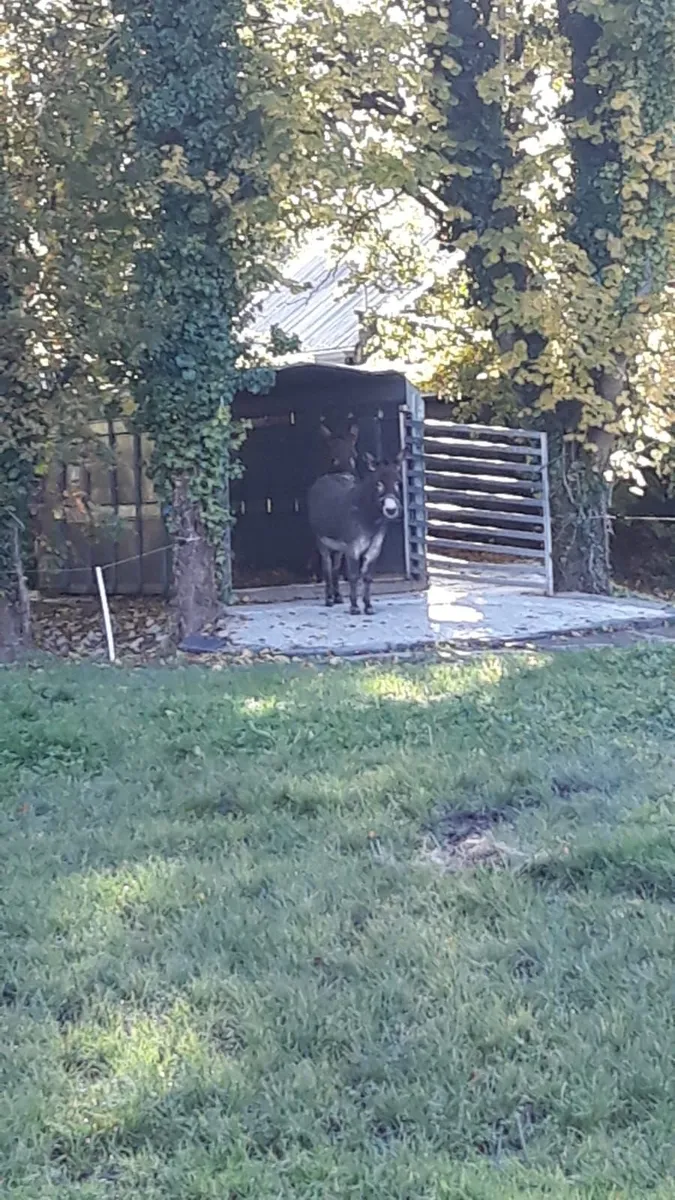 Ifor Williams Cattle body 14ft - Image 2