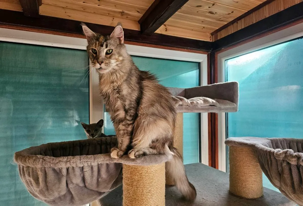 Maine Coon Adult neutered female - Image 3